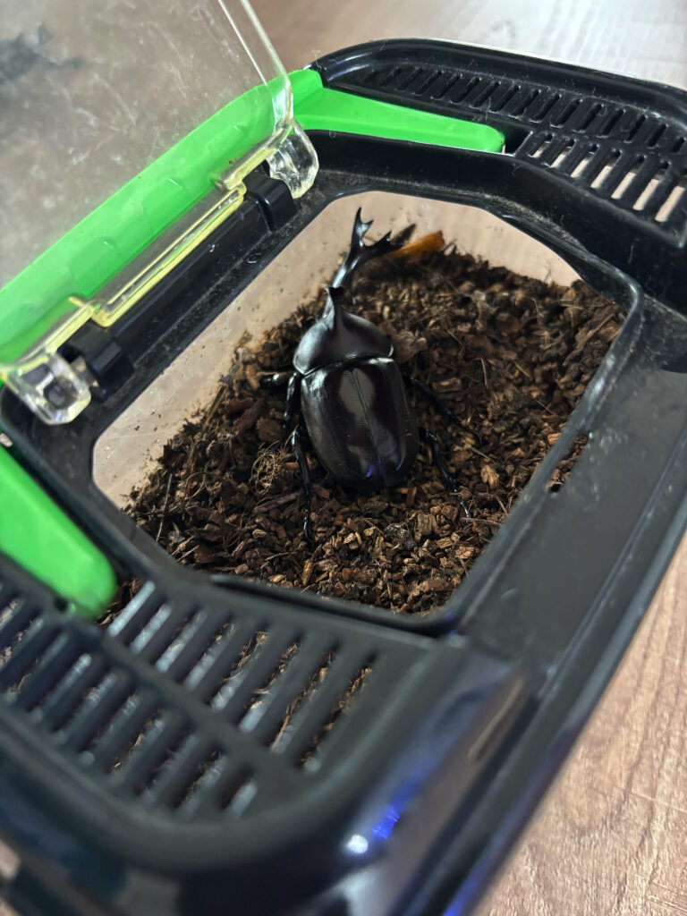 カブトムシ
